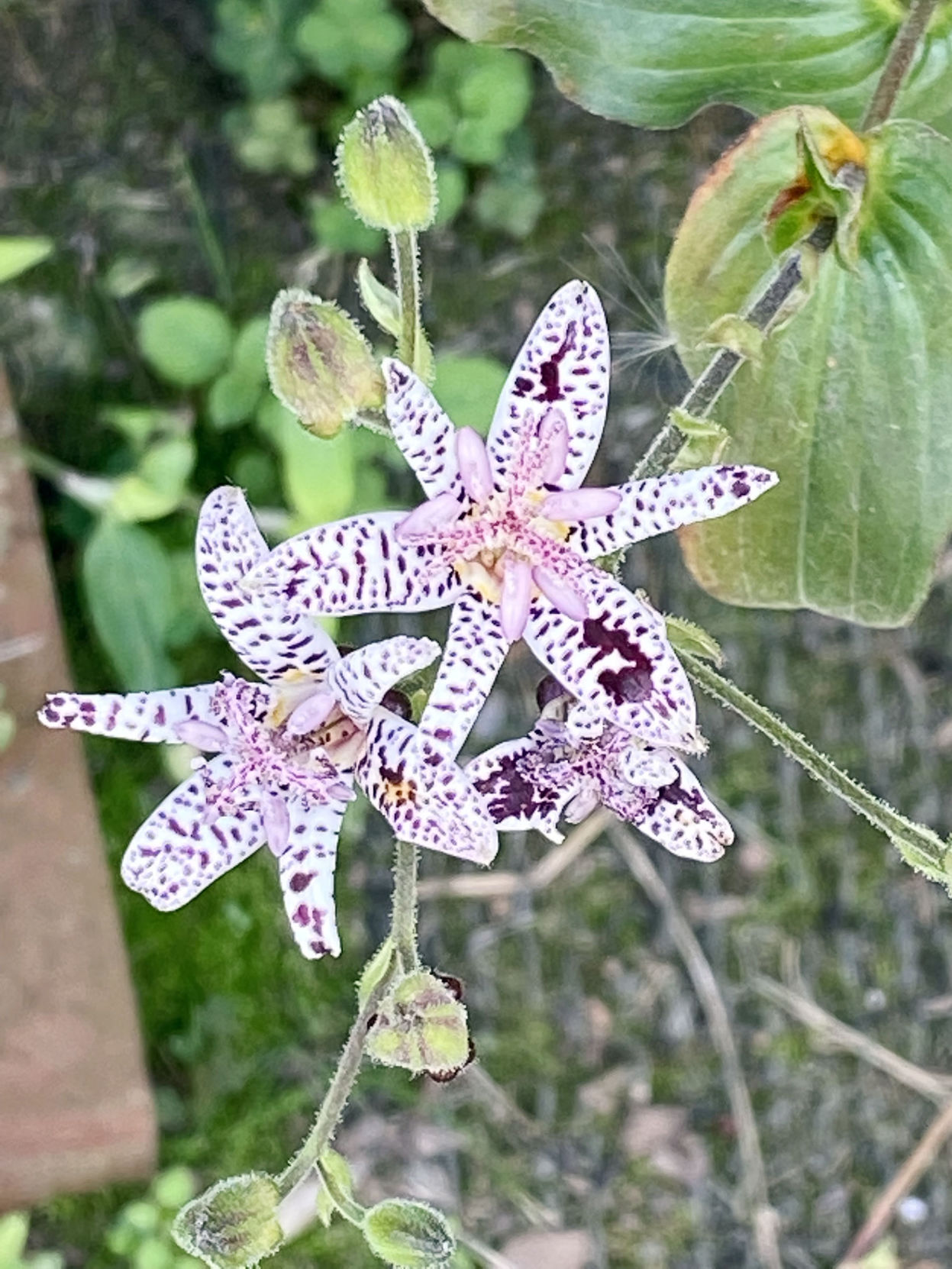 NN19 - Toad lilies